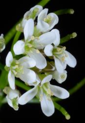 Cardamine flexuosa. Flowers.
 Image: P.B. Heenan © Landcare Research 2019 CC BY 3.0 NZ